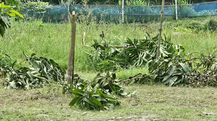 গোয়ালন্দে প্রবাসীর অর্ধ শতাধিক ফলের চারা কেটে ফেলল দুর্বৃত্তরা 